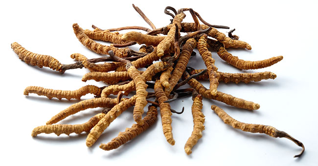 BRAND’S® ingredients cordyceps detail page